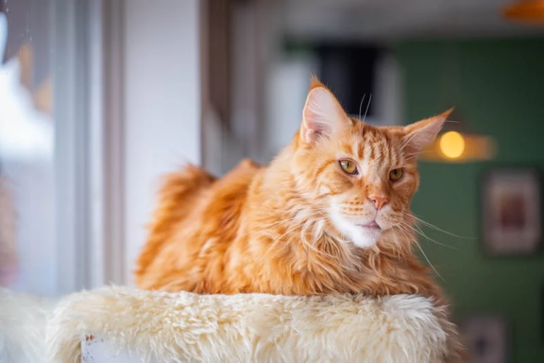 The Majestic Size of Maine Coon Cats: Everything You Need to Know