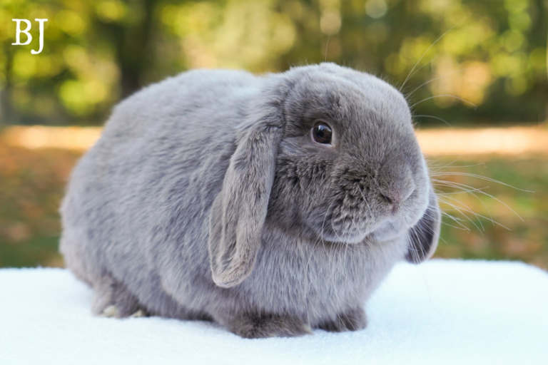 Unlocking the Enigmatic Charm of Holland Lop Rabbits: A Guide to Netherland Dwarf Rabbit Breeds