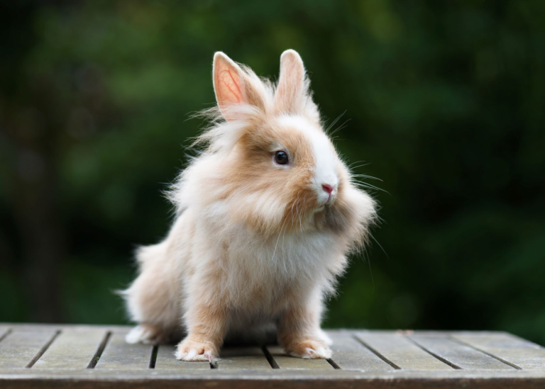 Unlocking the Adorable World of Lionhead Rabbits: Your Ultimate Guide