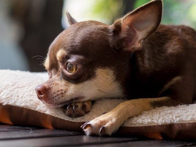 Everything You Need to Know About Deer Head Chihuahua Dogs