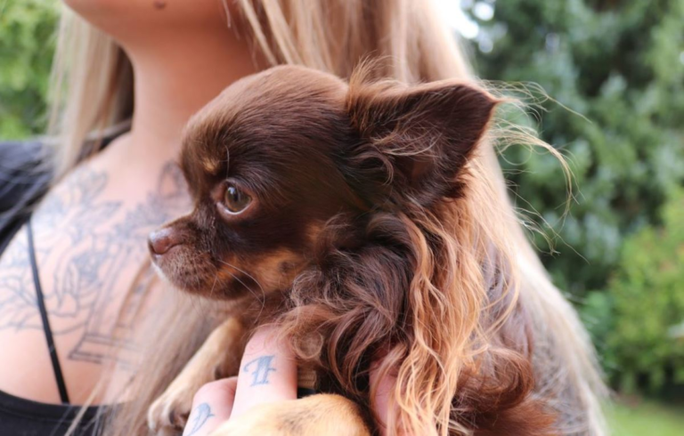 Apple Head Chihuahua Dogs: The Perfect Pocket-Sized Companion