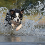 The Ultimate Guide to Border Collies: Smart, Energetic, and Lovable