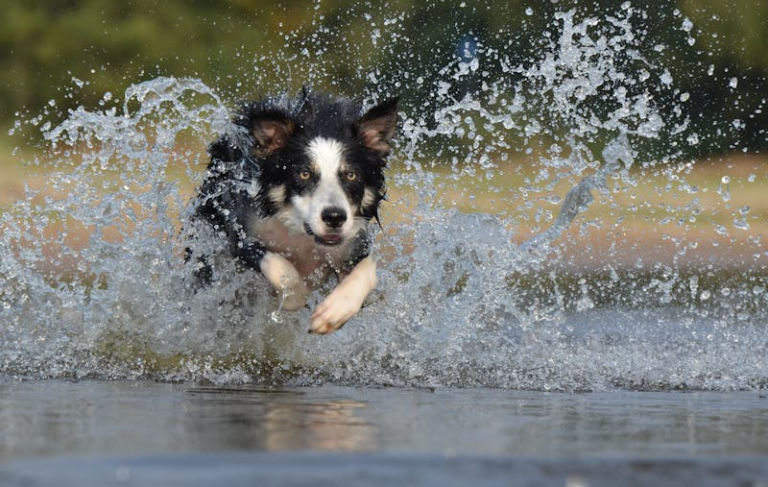 The Ultimate Guide to Border Collies: Smart, Energetic, and Lovable