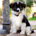 Your Ultimate Guide to Border Collie Puppies: Everything You Need to Know