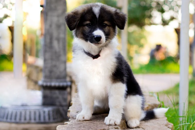 Your Ultimate Guide to Border Collie Puppies: Everything You Need to Know
