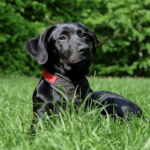 Unveiling the Charm of Black Labrador Retrievers: Your Ultimate Guide to This Beloved Canine Companion
