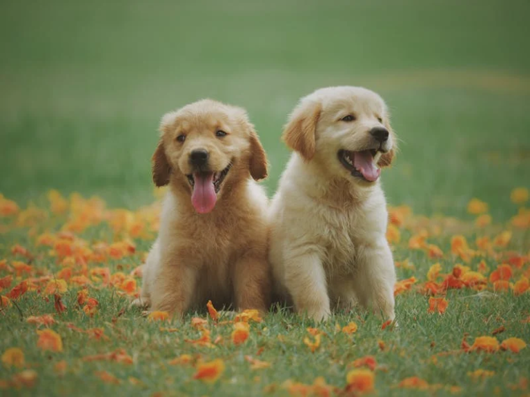 Everything You Need to Know About Golden Retriever Puppies