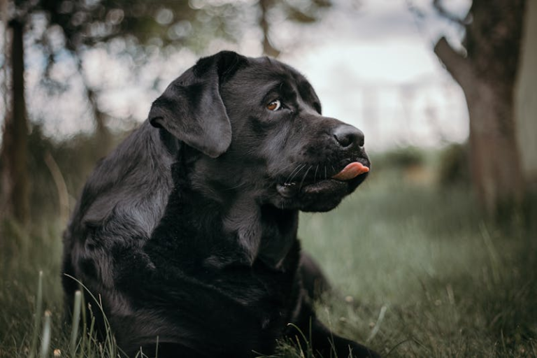 The Enigma of Black Golden Retrievers: Unraveling the Mystery Behind these Majestic Dogs