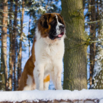 Unraveling the Charm of Saint Bernard Puppies: Your Guide to These Gentle Giants