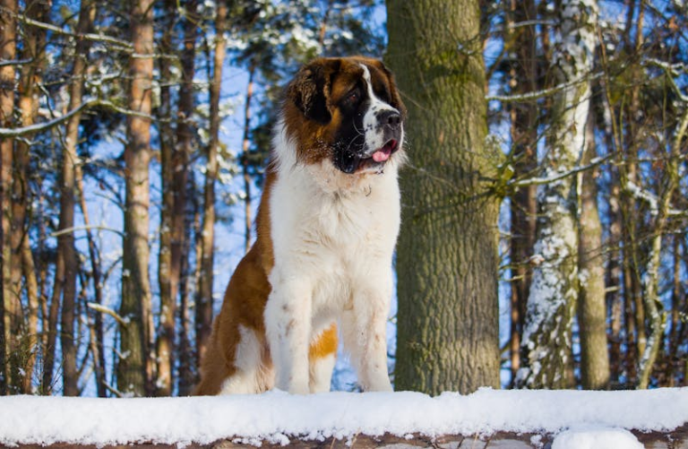 Unraveling the Charm of Saint Bernard Puppies: Your Guide to These Gentle Giants
