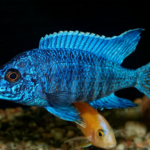 The Colorful World of African Cichlids: A Guide to Care, Breeding, and Tank Setup