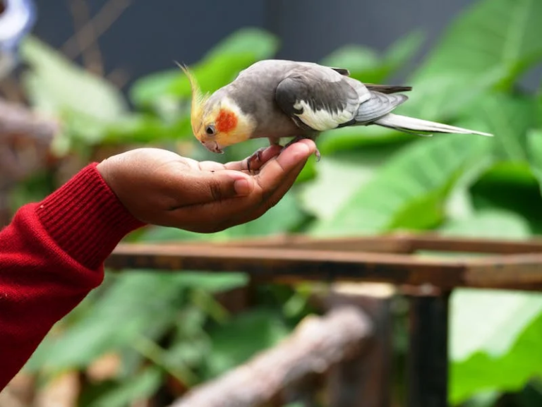 Unlocking the Enigmatic Charms of Cockatiels: A Comprehensive Guide