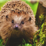 Exploring the Enigmatic World of Hedgehogs: A Guide for Pet Lovers