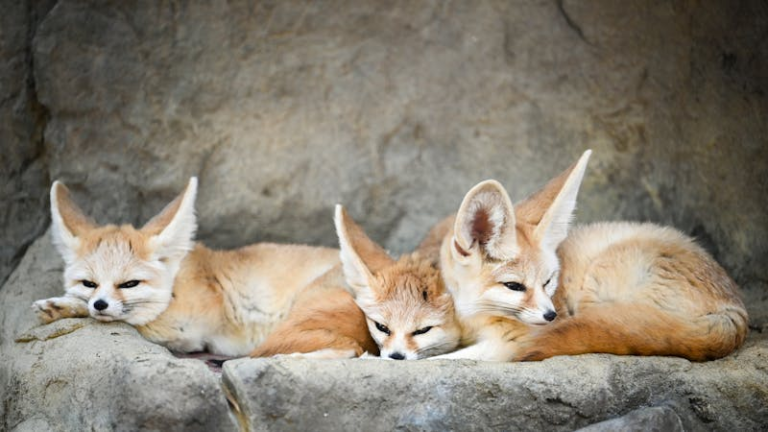 Exploring the Culinary Preferences of Fennec Foxes: What Do Foxes Eat?