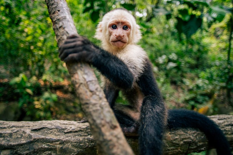 Unveiling the Intriguing World of Erotic Monkey: Exploring the Enigma of Capuchin Monkeys