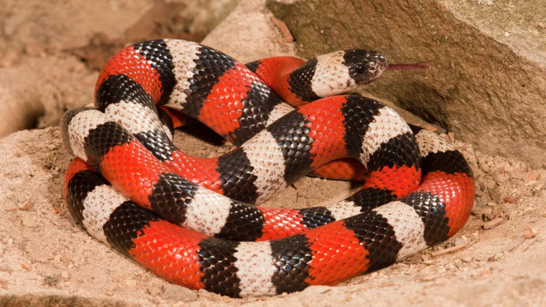 Unveiling the Mystery of Milk Snakes: A Fascinating Guide