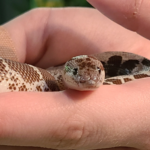 Unraveling the Mystique of the Arabian Sand Boa: A Guide to Boa Species and More