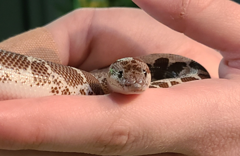 Unraveling the Mystique of the Arabian Sand Boa: A Guide to Boa Species and More