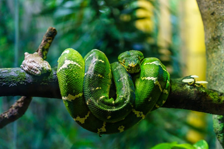 Unveiling the Mystique of Emerald Tree Boa: A Fascinating Guide to Exotic Boas