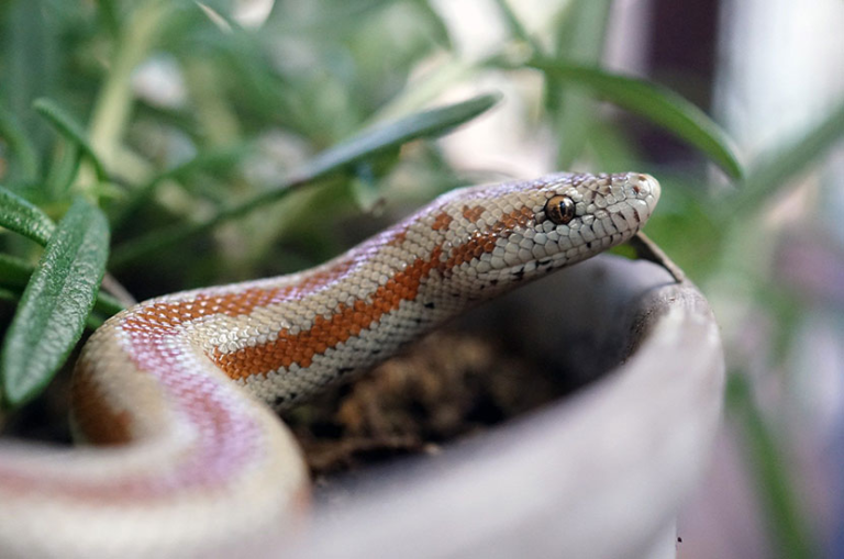 Unveiling the Enigmatic Rosy Boa: A Guide to Care, Habitat, and Fascinating Facts